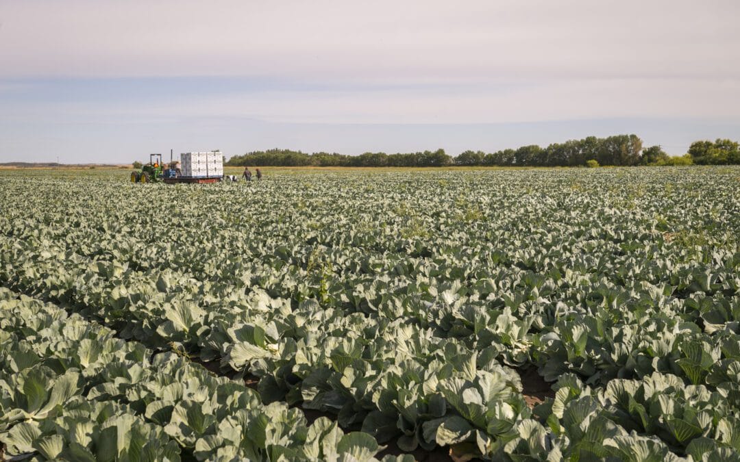 Westside Irrigation Rehabilitation Project Information Sessions – What We Heard